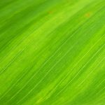 Hoe aantrekkelijk is groen beleggen?