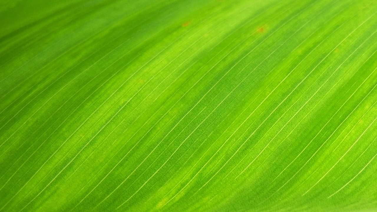 Hoe aantrekkelijk is groen beleggen?